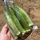 色んな野菜もりもりセット 夏野菜セット 野菜/野菜セット・詰め合わせ通販