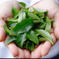 ローズリーフ缶20包　葉 20包 お茶/その他のお茶通販