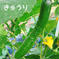 【限定】旬のたっぷり夏野菜セット（クール便） 80サイズ【夏野菜5~7品目】 野菜/野菜セット・詰め合わせ通販