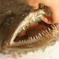 至福のひとときを感じられるトロえび大とアンコウ切り身（加熱用） トロえび大1×アンコウ1 魚介類/魚介セット・詰め合わせ通販
