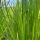 キヌヒカリ玄米5kg🌾橙心🌾令和7年度産新米🌾淡路島からの新米キヌヒカリ〜玄米 キヌヒカリ玄米5kg 米・穀物/玄米通販