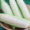 【大好評♪】“白い贅沢“ ピュアホワイト 予約増量　2kg（6~10本 野菜/とうもろこし通販
