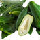 青パパイヤ5kg 5kg 野菜/その他野菜通販