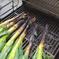 泥付き白葱　3キロ 3キロ 野菜/ねぎ通販