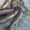 [岩魚]イワナ12尾入×4箱【48尾】(19cmサイズ)冷凍 48尾/4㎏ 魚介類/川魚通販