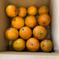 無農薬たんかん🍊 1.5kg 果物/オレンジ・その他みかん通販