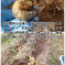 囲い生姜 無肥料 農薬栽培期間中不使用 露地栽培 熊本県産 4kg 4kg強 野菜/その他野菜通販