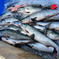 鮭（アキアジ）オス　生処理　４キロ前後　冷凍 ４キロ前後 魚介類/鮭通販