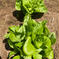 はぴぱらサラダ菜500g(約5玉) 500g(約5玉) 野菜/葉物通販