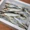 【特大！】一日１個限り！その日一番大きい「信州あゆ」生鮮 10尾 魚介類/川魚通販