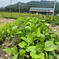 ◎プロのレシピ付き◎ダンボールにいっぱいの無農薬野菜 80サイズのダンボールいっぱい 野菜/野菜セット・詰め合わせ通販