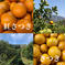 木成り八朔”さつき”【４月発送】 【黄のみ】正味9kg 果物/オレンジ・その他みかん通販