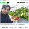 あまおう 700g 果物/いちご通販