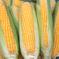 房総エリア収穫！朝どれとうもろこし　10本セット 10本 野菜/とうもろこし通販