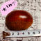 くりやまさんちの栗 1kg 果物/栗通販