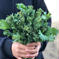 (60サイズ)季節限定の春の味 [信州産] 箱いっぱいの冬越し野菜 60サイズ箱にいっぱい 野菜/野菜セット・詰め合わせ通販