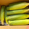 【9月上旬】とうもろこし「おおもの」家庭用3kg 【9月上旬】3kg 野菜/とうもろこし通販
