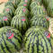 【あま～い小玉すいか】 あきた夏丸チッチェ🍉 ４玉 ご家庭用 L～2Lサイズ　４玉（約10㎏） 果物/スイカ通販