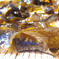 味わいうめー、天然ワカメ(冷凍)特価数量限定1kg 1kg 魚介類/海藻通販