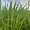 キヌヒカリ玄米5kg🌾橙心🌾令和7年度産新米🌾淡路島からの新米キヌヒカリ〜玄米 キヌヒカリ玄米5kg 米・穀物/玄米通販