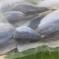 アジなうまさ、豆アジ２セット 10匹を4セット 魚介類/アジ通販
