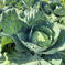 寒暖差がもたらす甘み…秋キャベツ５玉　兵庫県香美町産 キャベツ５玉 野菜/キャベツ通販