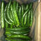訳あり 加工用きゅうり 規格外 無選別 朝採り野菜 10kg 野菜/きゅうり通販