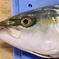 北海道産寒ブリ 4㎏ 魚介類/ぶり通販