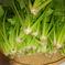 浅野農園の無農薬ほうれん草1kg 1kg 野菜/ほうれん草通販