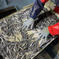 きびなご 生 1キロ(冷凍便) 1kg 魚介類/その他魚介通販