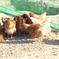 採りたて新鮮！ 【放し飼い卵30個】瀬戸内海の島‟薬膳と果実を配合”したえさで育ったもみじのたまご　３０個【27個+割れ保障3個】 鶏卵３０個（１０個×３パック） 卵/鶏卵通販
