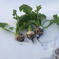佐瀬農園の甘ーい雪下カブ 4キロ(約20玉) 野菜/かぶ通販
