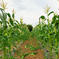 まるちゃん農園🌾の真っ白とうもろこし🌽ピュアホワイト！5本(状態によってオマケ付き) 5本(状態によってオマケ付き) 野菜/とうもろこし通販