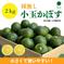 小さくて使いやすい！種無し小玉かぼす2kg（約40～60個） 種なしかぼす小玉2kg 果物/香酸柑橘(ライム・レモン等)通販