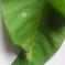 【訳あり】『心笙からのおすそわけ』空心菜(空芯菜)1.5kg 1.5kg 野菜/葉物通販