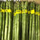 アスパラガスM級500g 500g 野菜/アスパラガス通販