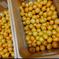 OWL【3周年記念】有田みかん🍊小粒小玉5kg（箱込） 5kg（箱込） 果物/温州みかん通販