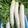 大根　群馬県東吾妻町産　3本 大根　3本 野菜/大根通販