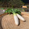 【寒暖差がもたらすあまみ】兵庫県香美町産「秋大根」5本セット 5本 野菜/大根通販