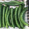 【1.5kg】露地きゅうり キュウリ1.5kg 野菜/きゅうり通販