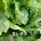 ❲80ｻｲｽﾞ❳おまかせ旬の野菜セット(写真で随時更新📸) ケール32枚くらい　レタス2種各3〜4玉  水菜2種各1握り　ミニチンゲン菜5株くらい 野菜/野菜セット・詰め合わせ通販
