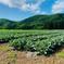 ★ポリポリの食感と野菜の甘味がたまらない★スティックセニョールの頂花蕾(２kg)  [化学農薬・化学肥料不使用] スティックセニョールの頂花蕾(２kg) 野菜/ブロッコリー通販