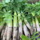 【有機JAS】有機大根【無肥料・無農薬】20kg（20本弱） 20kg（20本弱） 野菜/大根通販
