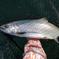 天然ビワマス１尾　0.7kg～ １尾　0.7kg～ 魚介類/鮭通販