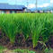 マコモダケ1キロ 1キロ 野菜/その他野菜通販