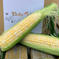 淡路島産トウモロコシ🌽ドルチェドリーム🌈【5本＋1本】 トウモロコシ5本＋1本 野菜/とうもろこし通販