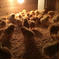 【種子島産】安納芋の甘みがギュッ‼️《夢まるの丸鶏》2羽(平均2kg) 丸鶏2羽(平均2kg) 肉/鶏肉通販