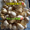 3日間限定販売‼️【訳あり】こだわり強めな乾燥にんにく500g 500g 野菜/にんにく通販