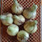 在庫復活【送料込】少し訳あり！淡路島産新玉ねぎ 10kg（約20〜30玉） 野菜/玉ねぎ通販