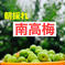 大特価！！紀州南高梅.15kg.訳あり品.農家直送 15kg 果物/青梅通販